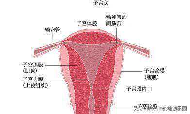 香港孕妇验血不能超过多久,熬夜对备孕会有影响吗？做试管的夫妇注意了