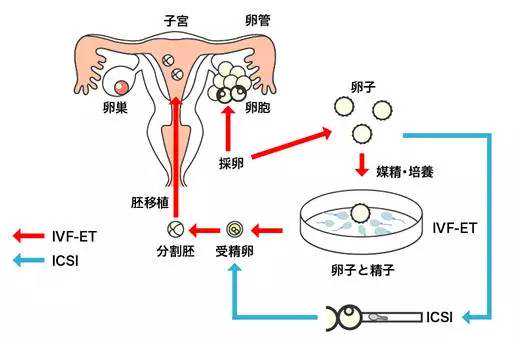 香港验血一般多少天有结果,高龄备孕需要怎么调理身体