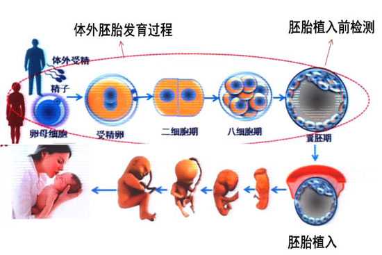 香港怎样预约验血,第三代试管婴儿流程指南,费用、过程、成功率全解读